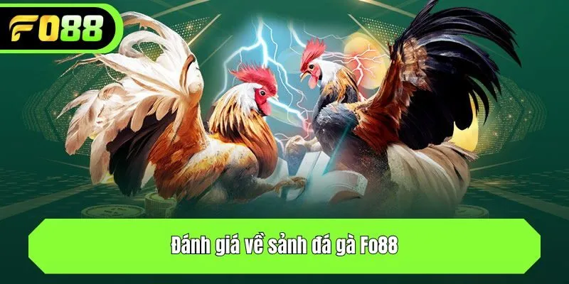 Đánh giá về sảnh đá gà